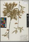 Foto von Salix gracilis Andersson